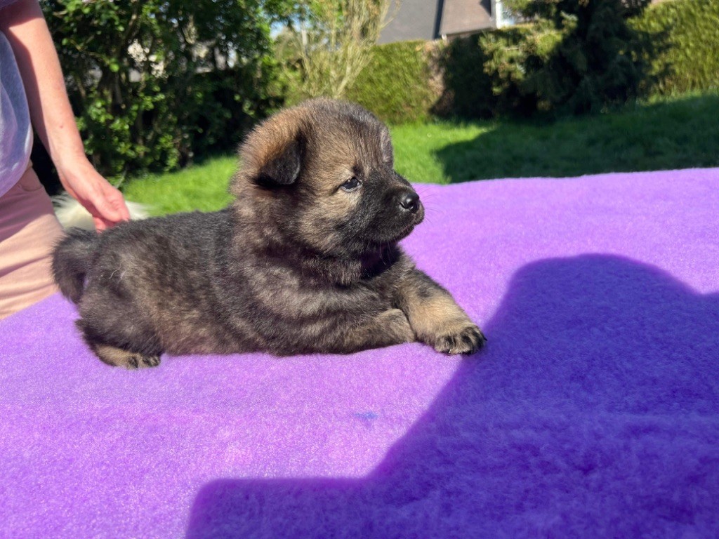 des Légendes d'HaÏ-na - Chiots disponibles - Eurasier